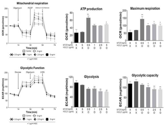 HGC 및 bFGF 장기간 처리 후 그룹 별 물질대사 능력 측정