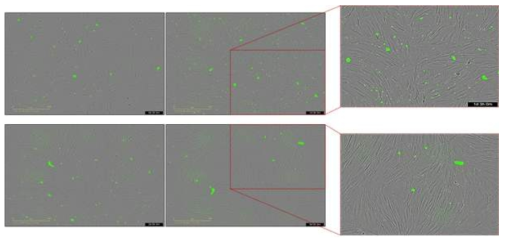 실시간 세포 이미징 분석을 통해 FITC 표지를 통한 세포에서의 작용 위치 확인