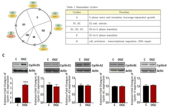 Cell cycle 조절 단백질 Cyclin의 종류별 변화 확인