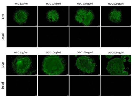 유도만능줄기세포(iPSC)에서의 글리콜 키토산에 대한 독성 확인