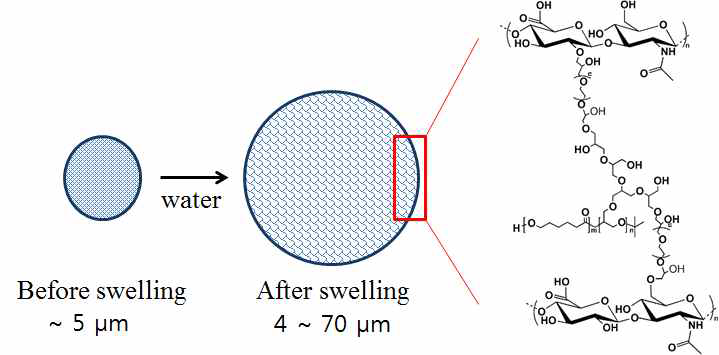 히알루론산 미립구의 배지 팽윤에 의한 크기 변화 예상도