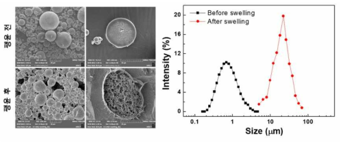히알루론산 미립구의 SEM 분석 및 팽윤 전 후의 크기 분포도