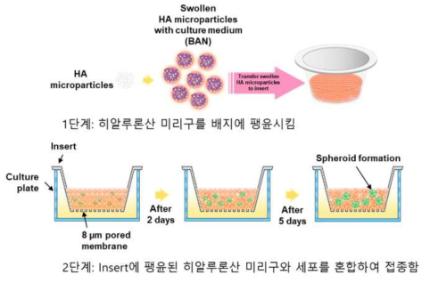 히알루론산 미립구를 이용한 스페로이드 형성 모식도