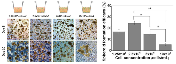 10일간 BAN 시스템에서 세포 농도별로 스페로이드 형성율 검증