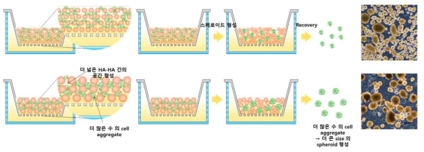 히알루론산 미립구 크기 조절을 통한 스페로이드 크기 조절 방법
