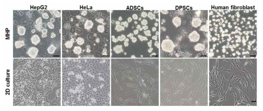 HA 미립구로 배양된 스페로이드 (HepG2, HeLa, ADSC, PDSC, fibroblast)