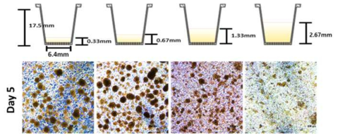 배양용기에서 배양액의 높이에 따른 스페로이드 형성율 변화