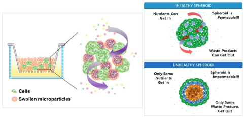 히알루론산 미립구를 이용한 스페로이드 배양시 생존율 향상 효과 모식도