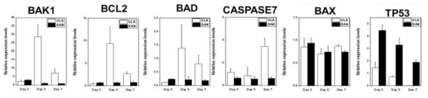 RT-PCR을 이용한 apoptosis 관련 유전자 발현량 비교