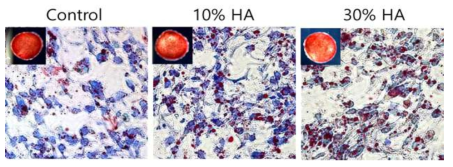 지방유래 줄기세포를 세포응집체 형태로 배양하여 지방세포로 2주간 분화 후 Oil red O 염색
