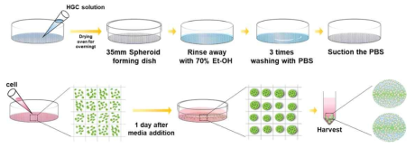 HGC가 코팅된 패턴 배양접시에 히알루론산 미립구를 이용한 스페로이드 형성법