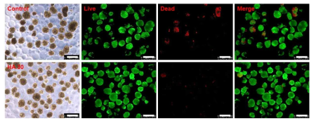 패턴 배양접시를 이용한 스페로이드의 live/dead 분석