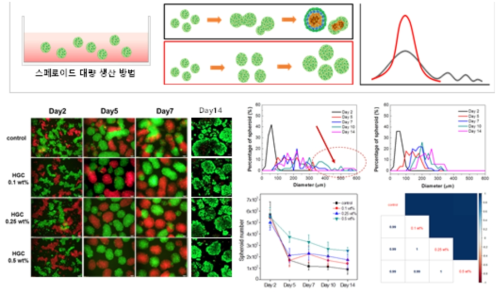 HGC를 배지 첨가제로 활용하여 스페로이간의 뭉침현상 방지 결과