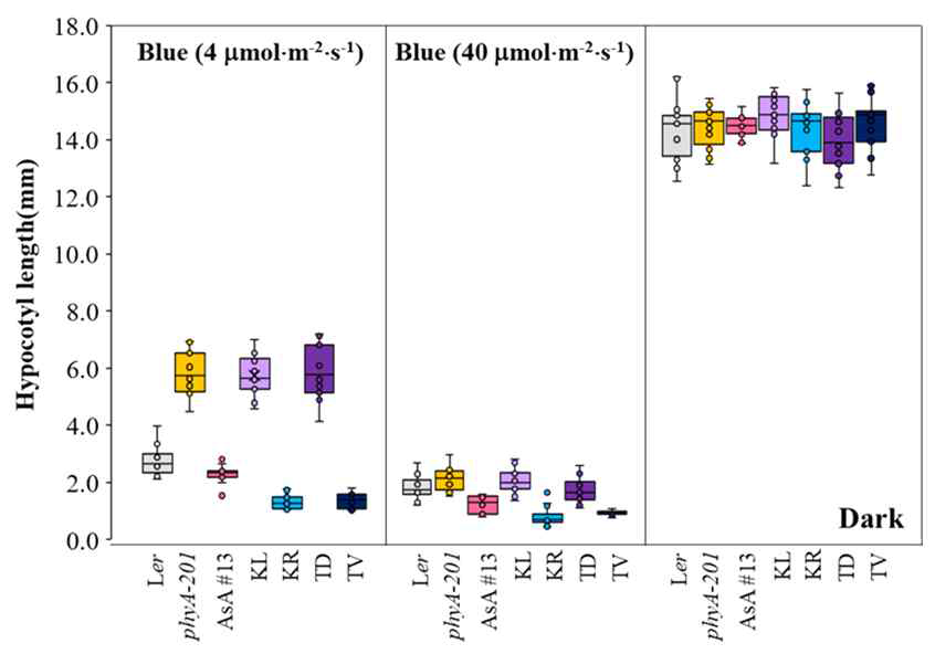 단백질 키나아제 활성변이 AsphyA 유전자 도입 식물체의 청색광 반응성 조사 결과. 암조건 (Dark) 및 청색광 (Blue; 4 또는 40 μmol·m-2·s-1) 조건에서 3.5일 배양한 seedling의 hypocotyl length를 측정하였다. Ler, 야생형 애기 장대; phyA-201, phyA 결핍 애기장대; AsA, wild-type AsphyA 도입 phyA-201 식물체 (대조구); KL, KR, TD  KR & TV, 키나아제 활성 증대 돌연변이]