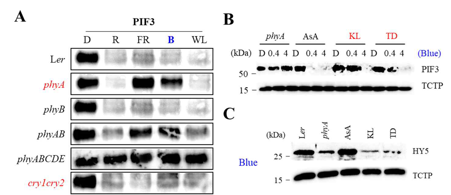 청색광 신호전달에서 파이토크롬의 단백질 키나아제 활성의 역할 분석. (A) 다양한 광 조건에서의 식물체 내 PIF3 단백질 분해 조사 결과. 야생형 애기장대(Ler)를 포함하여, phyA 결핍 (phyA), phyB 결핍 (phyB), phyA 및 phyB 결핍 (phyAB), 5종의 파이토크롬이 모두 결핍된 식물체 (phyABCDE), 2종의 크립토크롬 결핍 식물체(cry1cry2)를 암 조건 (D), 적색광 (R), 원적색광 (FR), 청색광 (B), 백색광 (WL)　조건에서 배양한 seedling에서 단백질을 추출하여, PIF3 분해 유무를 western blot으로 분석하였다. 결론적으로 청색광 조건에서의 PIF3 분해에서 phyA가 필요함을 확인할 수 있었다. (B) 청색광 (0.4 또는 4 μmol·m-2·s-1) 조건에서의 PIF3 분해 조사 결과. AsphyA 과발현 식물체 (AsA)에서는 PIF3이 분해되는 반면, phyA 결핍체 및 kinase 활성 감소 돌연변이(KL & TD)가 도입된 식물체에서는 PIF3 분해가 현저히 감소됨을 확인할 수 있었다. (C) 청색광 조건에서의 HY5 분해 조사 결과. 청색광 반응성 유도를 위해서는 HY5 accumulation이 필요한데, phyA 결핍체와 KL/TD 도입 식물체에서는 HY5 accumulation이 현저히 감소되어 있음을 확인할 수 있었다