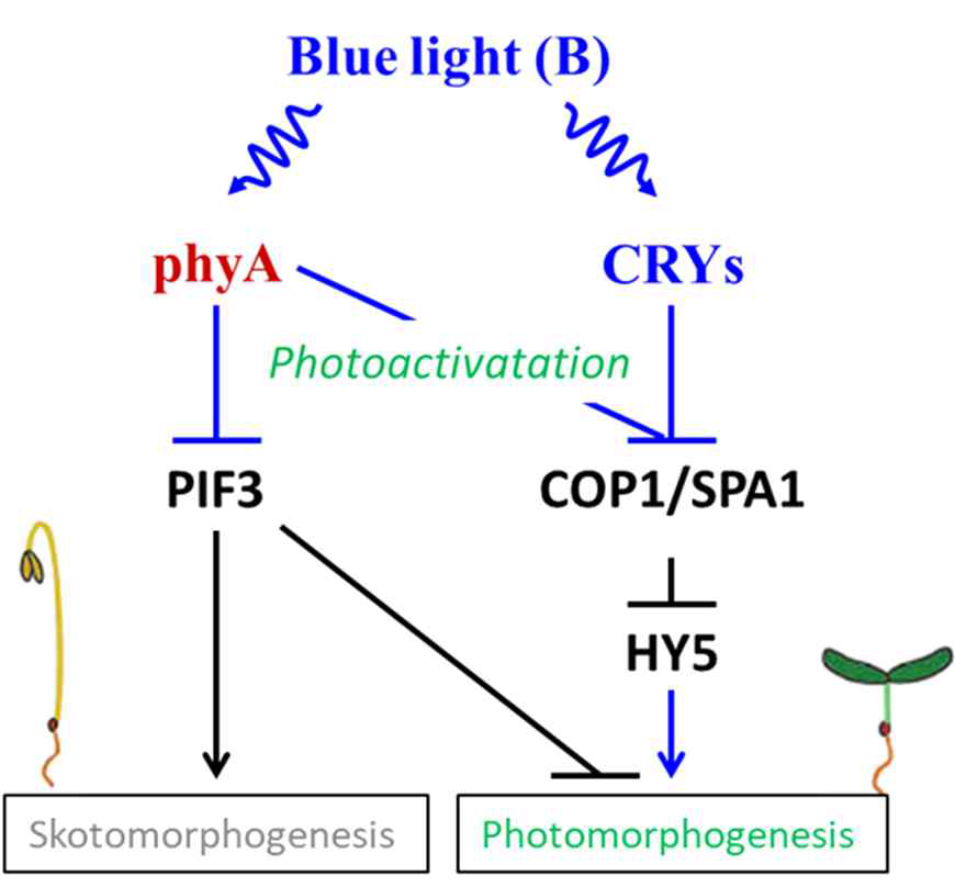 크립토크롬과 phyA에 의한 청색광 반응성 조절 모델. 청색광이 조사되면 크립토크롬 (CRYs) 뿐만 아니라 phyA도 Pfr 활성화 형태를 만들 수 있으며, 이는 kinase 활성에 의한 PIF3 인산화 및 단백질 분해를 유도하게 된다. 더불어 크립토크롬과 phyA는 협력적으로 COP1/SPA1 complex를 해리시켜 불활성화 시킬 수 있으며, 이는 결국 HY5 accumulation을 유도하여 광형태형성 반응을 매개하게 된다