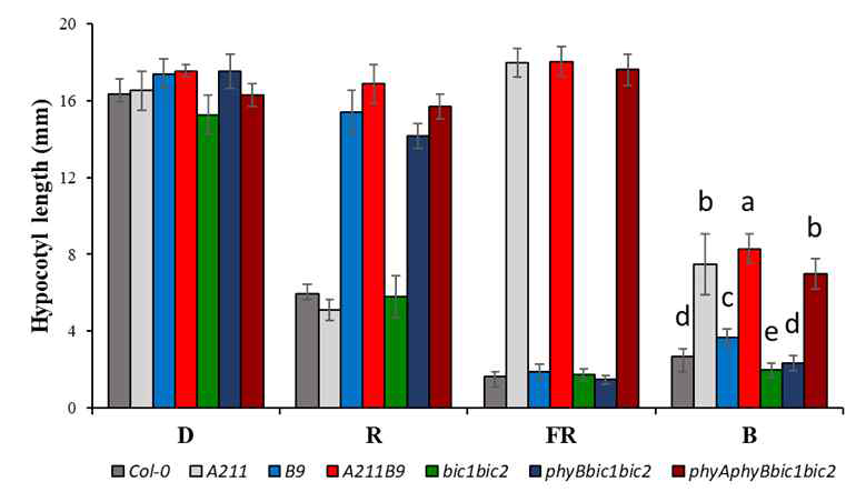 파이토크롬에 의한 청색광 반응성 조절에서 BIC 유전자들의 연관성 조사 결과. Col-O, 야생형; A211, phyA 결핍; B9, phyB 결핍; A211B9, phyA 및 phyB double mutant; bic1bic2, BIC1 and BIC2 double mutant; phyBbic1bic2, phyB, BIC1 및 BIC2 triple mutant; phyAphyBbic1bic2, phyA, phyB, BIC1 및 BIC2 quadruple mutant. 청색광 조건에서의 하배축 길이를 비교해 보면, phyA 결핍 식물체들(A211, A211B9 & phyAphyBbic1bic2)의 하배축이 길어져 있었으며 (알파벳 표시는 통계처리 결과), 이때 bic1bic2 결핍에 따른 차이는 관찰되지 않았다