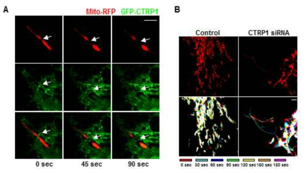 CTRP1이 실시간으로 미토콘드리아 절단 부분에 위치하고 운동성에 관여함