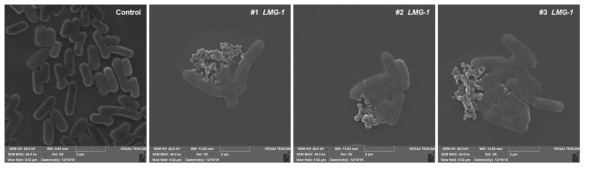 Scanning electron microscopy (SEM)를 활용한 LMG-1의 OMV 생합성 관찰