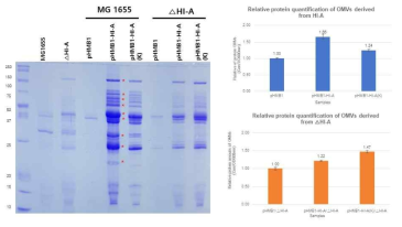 HI-A 및 HI-A(K) OMV의 단백질 변화 및 정량