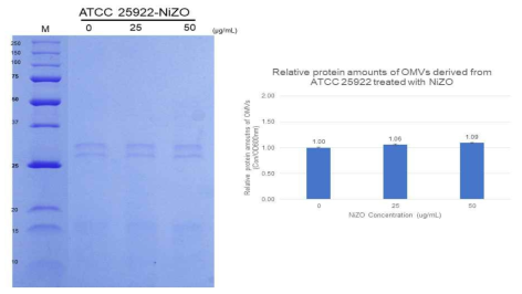 NiZO을 처리한 ATCC 25922의 OMV의 단백질 변화 및 정량