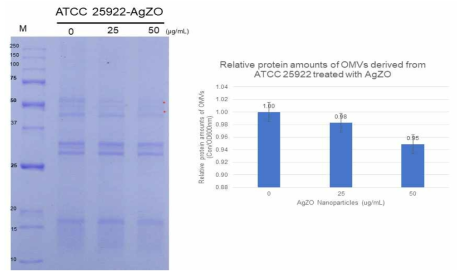 AgZO을 처리한 ATCC 25922 OMV의 단백질 변화 및 정량