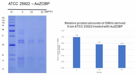 AuZOBP을 처리한 ATCC 25922 OMV의 단백질 변화 및 정량