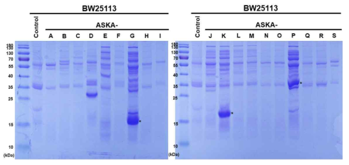 MicA 과발현 proteomics 기반 OMV 생합성 관여 타겟 단백질 스크리닝