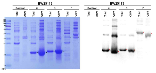 OMV 생합성 증가 타겟 단백질의 세포내 발현과 OMV에서 타겟 단백질 함유 확인(SDS-PAGE/ Western blotting)