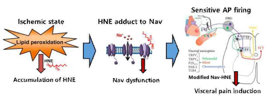연구가설: 지질산화물에 의한 Na+이온통로 조절과 내인성 통증 발생