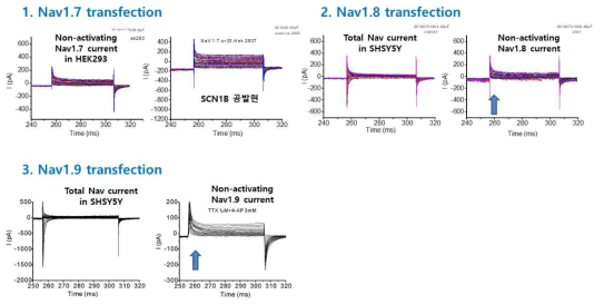 Nav1.7-1.9 발현세포주의 Na전류 비활성도