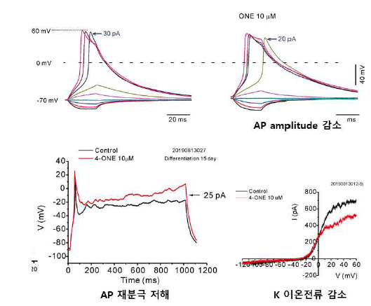 4-ONE의 활동전압과 K+전류 영향