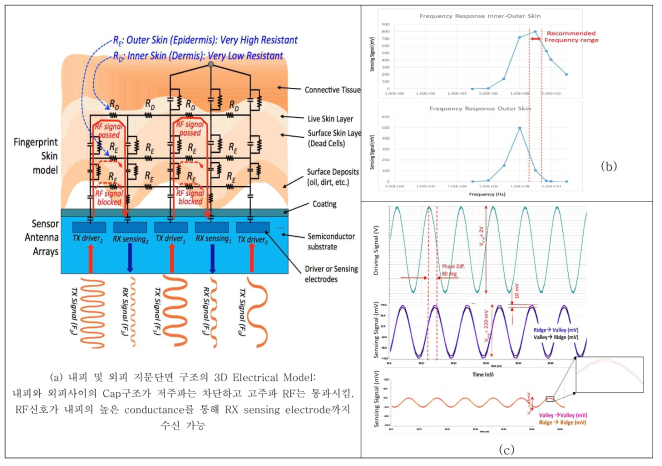 내피(inner skin)지문의 전기적 모델을 이용한 RF신호 전달특성의 Cadence Simulation 및 3D 지문인식 가능성 확인