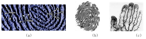 RF-Modulated FDMD 기법의 목표 Sensing 결과예 (a) 내피의 지문패턴의 현미경 사진, (b) 검출된 3D fingerprint image 결과, (c) 검출된 손가락 미세혈관 (blood veins)의 image의 예 (실제 생체의 지문 또는 Fake 지문 판단에 이용)
