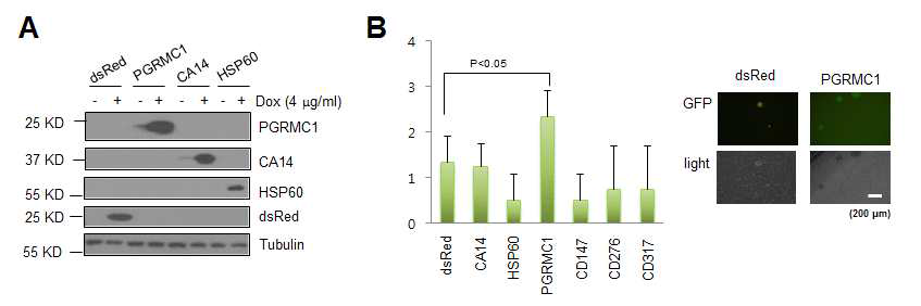 NBL2-EG-SMC를 이용한 단백질 발현 및 6종 유전자의 리프로그래밍 효율 측정 A) Western blot을 이요한 후보인자 발현조사. B) 후보인자들의 리프로그래밍 효율측정