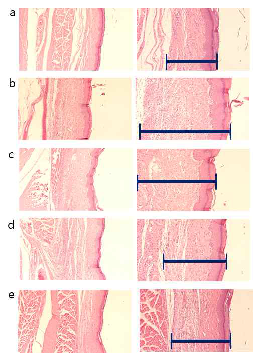 Histological images of the ventral pedis skin