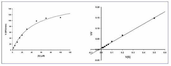 발현된 IDE(인슐린분해효소)의 Linewear Burk 곡선