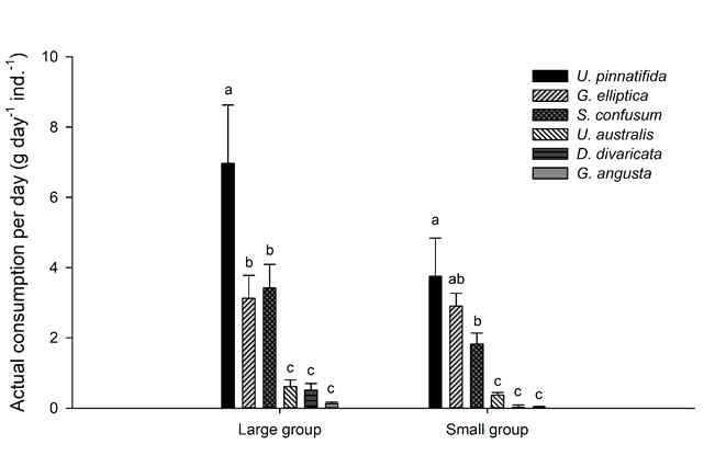 Large group과 small group의 actual consumption rate