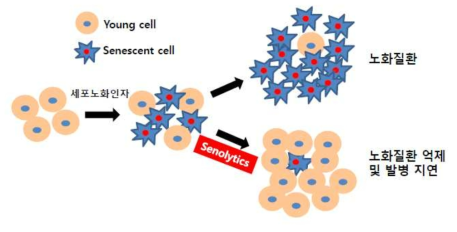 Senolytics의 기능