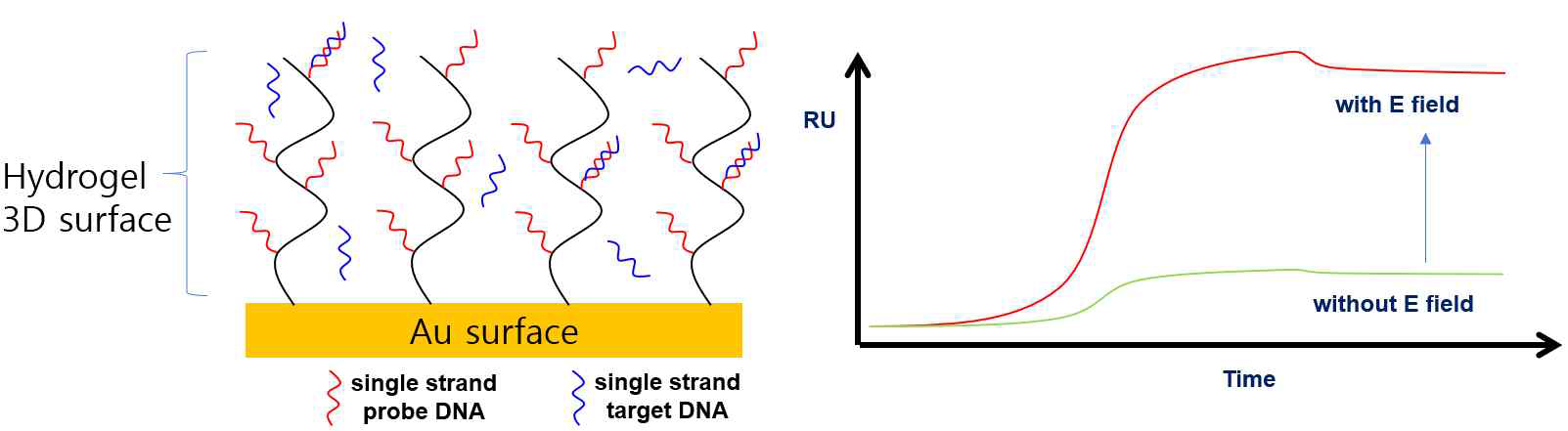 (왼쪽). DNA-DNA interaction 개념도, 그림4b (오른쪽). 전기장 on/off 상태에서의 시그널 비교 예상 그래프