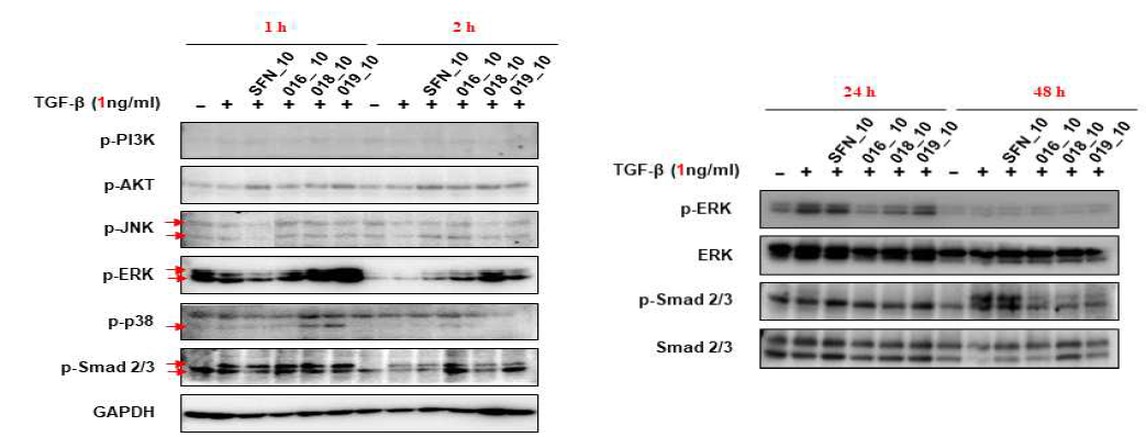 Effect of sulforaphane and active compounds on TGF-β signaling pathway in TGF-β1-induced MRC-5 fibroblast cells