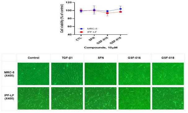 Effect of sulforaphane and active compounds on cell viability and cell morphology in MRC-5 and IPF-LF fibroblast cells