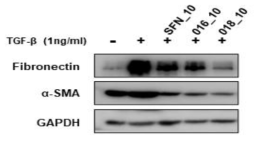 Effect of sulforaphane and active compounds on expression of extracellular matrix (ECM) proteins in TGF-β1-induced IPF-LF cells