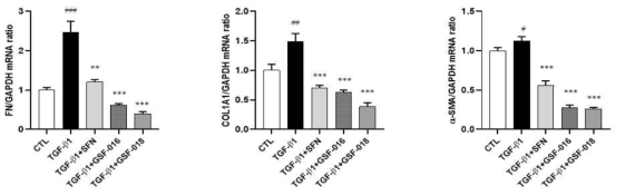 Effect of sulforaphane and active compounds on mRNA expression of extracellular matrix (ECM) protein in TGF-β1-induced IPF-LF cells