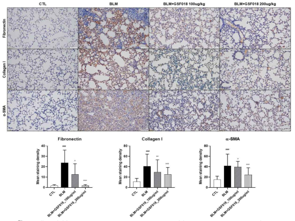 Effect of GSF-018 on immunohistochemistry staining of fibronectin, collagen 1 and α-SMA in bleomycin-induced pulmonary fibrosis mice