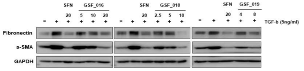 Effect of sulforaphane and sulforaphane derivative compounds on expression of extracellular matrix (ECM) proteins in TGF-β1-induced MRC-5 fibroblast cells