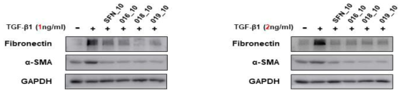 Effect of sulforaphane and active compounds on expression of extracellular matrix (ECM) proteins in TGF-β1-induced MRC-5 fibroblast cells