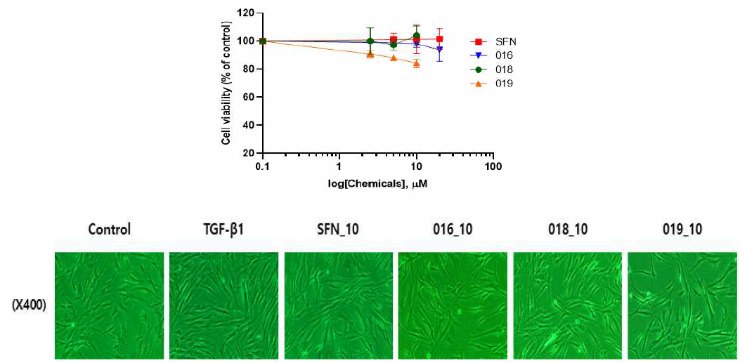 Effect of sulforaphane and active compounds on cell viability and cell morphology in MRC-5 fibroblast cells