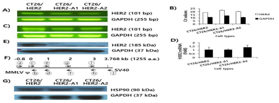 The levels of HER2 DNA (A,B), mRNA expression (C,D), and protein expression (E) in CT26/HER2, CT26/HER2-A1 and CT26/HER2-A2 cells, along with DNA sequencing schemes (F) and the expression status of HSP90 (G). (A) The tumor cells were lysed for genomic DNA purification. Four hundred nanograms of genomic DNA were tested in a PCR assay for HER2, as described in the Materials and Methods. (B) Four hundred nanograms of genomic DNA were also tested using qRT-PCR assay. Ct values are defined as the number of cycles required for the fluorescent signal to cross the threshold. (C) The tumor cells were treated with TRIzol and then the RNA was isolated, followed by RT-PCR assay. (D) cDNA (generated by RT) was also tested using qRT-PCR assay. The data were used to calculate the levels of HER2 mRNA expression, as described in the Materials and Methods. (E) The tumor cells were lysed in RIPA buffer, and 30 μg samples of the cell lysates were separated by SDS-PAGE and analyzed by Western blot assay against HER2 proteins, as described in the Materials and Methods. (F) shows the whole HER2 gene regions of genomic DNAs and their upstream and downstream regions from CT26/HER2-A1 and –A2 cells that were amplified by PCR using forward and reverse primers (arrows). The PCR products were purified and sequenced. (G) Similar experiments to those shown in Fig. 1E except using anti-HSP90 antibodies for Western blot assay