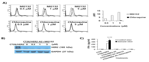 Evaluation of HER2 expression and of Ag-specific immune stimulatory activity in CT26/HER2-A2 cells by treatment with MG132 or chloroquine. (A) CT26/HER2-A2 cells were incubated for 1 day with an increasing concentration of MG132 and chloroquine. The cells were reacted with 2 μl of anti-HER2 sera and then stained with FITC-conjugated anti-mouse IgG for flow cytometry. Thin line; non-treatment, thick line; drug treatment. Anti-HER2 sera were obtained from mice immunized twice with HER2 DNA vaccines. DMFI was calculated as [the MFI values of drug treatment - the MFI values of non-treatment]. (B) CT26/HER2-A2 cells were incubated for 1 day with an increasing concentration of MG132. The tumor cells were lysed in RIPA buffer, and 30 mg samples of the cell lysates were separated by SDS-PAGE and analyzed by Western blot assay. (C) Mice were immunized by IM-EP with HER2 DNA vaccines at 0 and 1 weeks. At 2 weeks, the mice were sacrificed to obtain splenocytes. The splenocytes were incubated for 2 days with CD26/HER2-A2 cells that had been treated for 1 day with 5 μM MG-132 and chloroquine and then exposed to UV light for 3 h prior to immune cell treatment. The cell supernatants were collected for IFN-γ assay. *p<0.05 compared to CT26. **p<0.05 compared to control mice